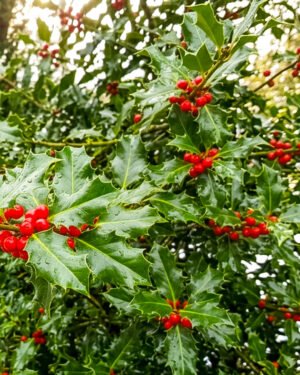 Ilex aquifolium - immagine 2