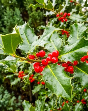 Ilex aquifolium