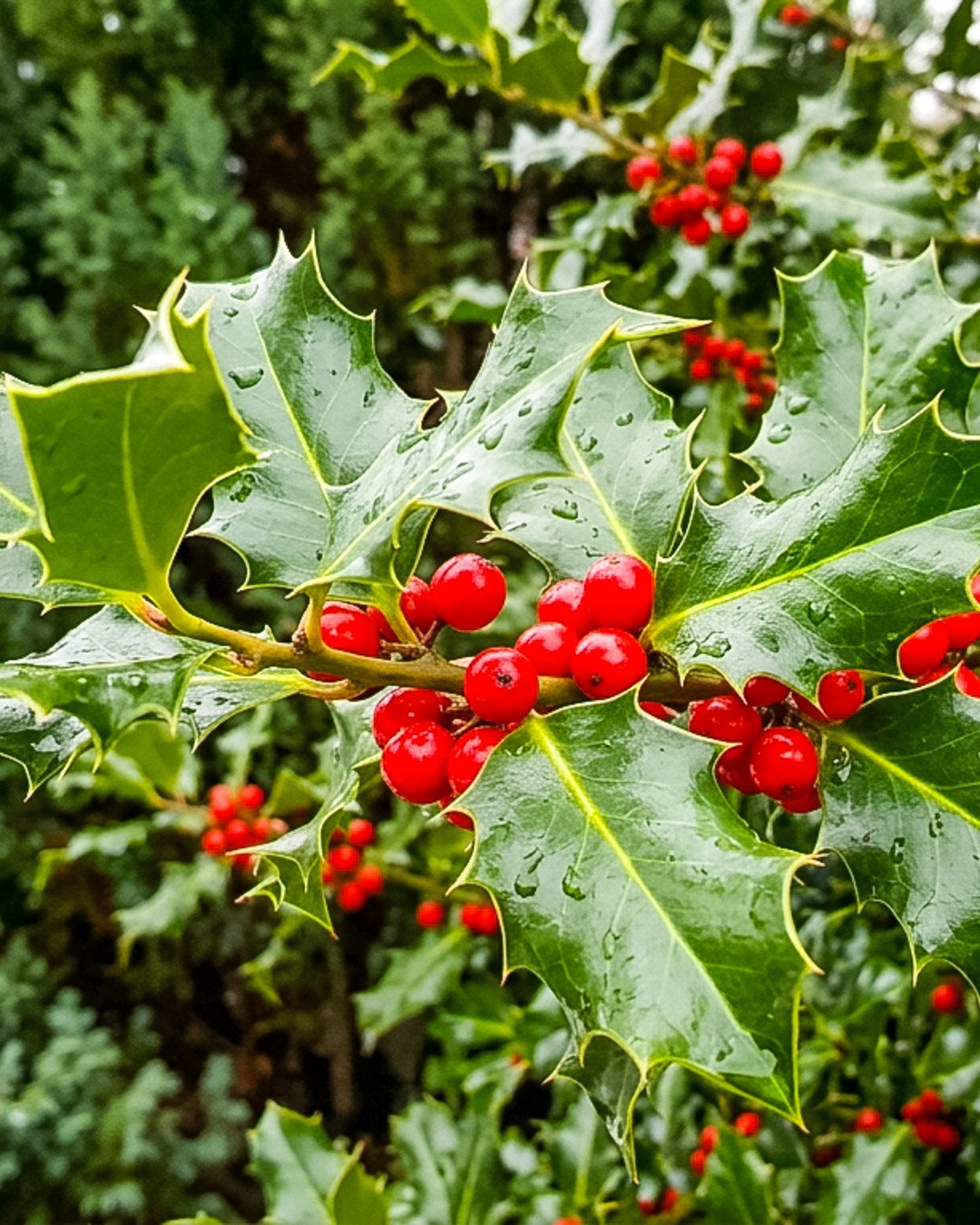 ilex acquifolium Ilex aquifolium - immagine 1