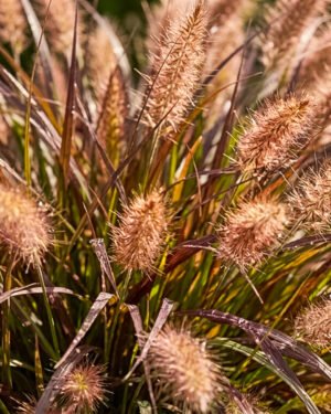 Pennisetum x advena 'Tiny Tails' - immagine 2