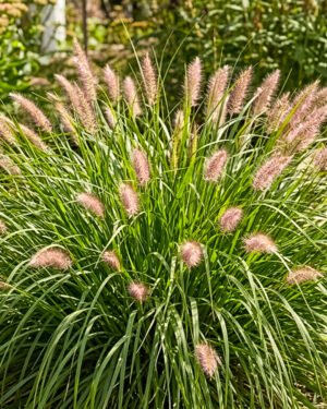 Pennisetum x advena 'Tiny Tails'