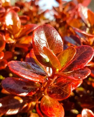 Coprosma 'Red Ruby' - immagine 2