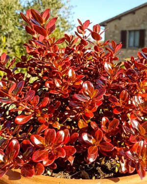 Coprosma 'Red Ruby'