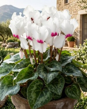 Ciclamino 'Absolu® de Morel'