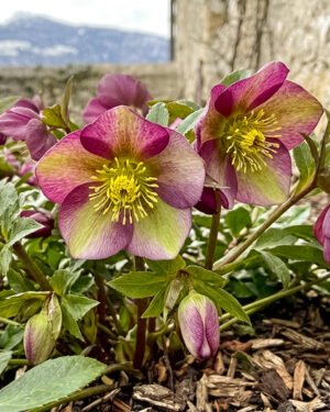 Helleborus × hybridus Gold Collection ‘Karli’
