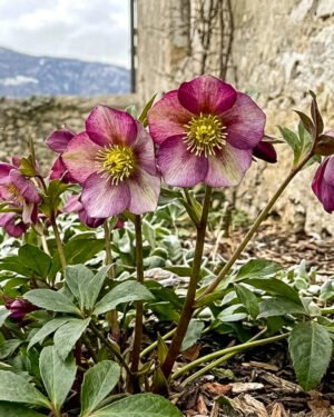 Helleborus × hybridus Gold Collection ‘Karli’ - immagine 2