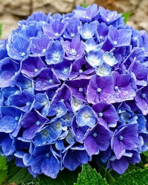 Ortensia 'Adria'