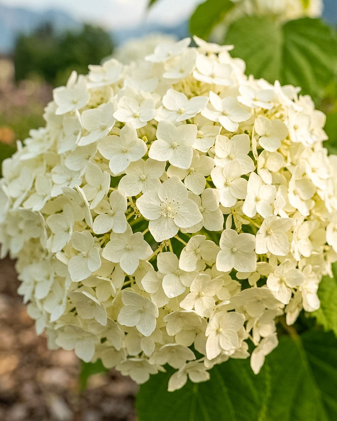 Ortensia 'Strong Annabelle'