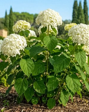 Ortensia 'Strong Annabelle' - immagine 2