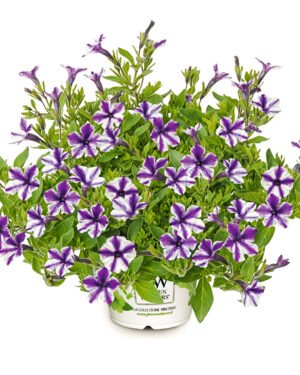 Petunia Mini Vista® Violet Star