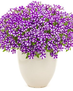 Petunia Mini Vista® Violet Star - immagine 2