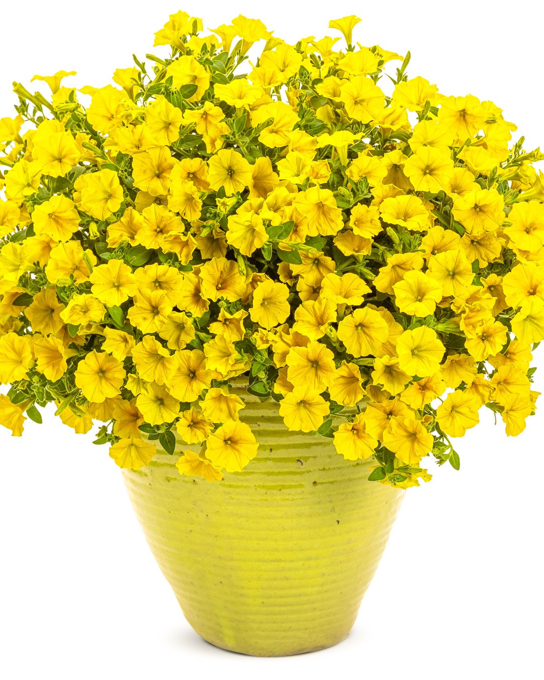 Petunia Mini Vista® Yellow